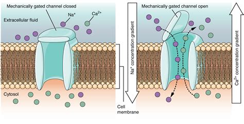 sodium leak channels|How does hypocalcaemia have an effect on the excitability of cell